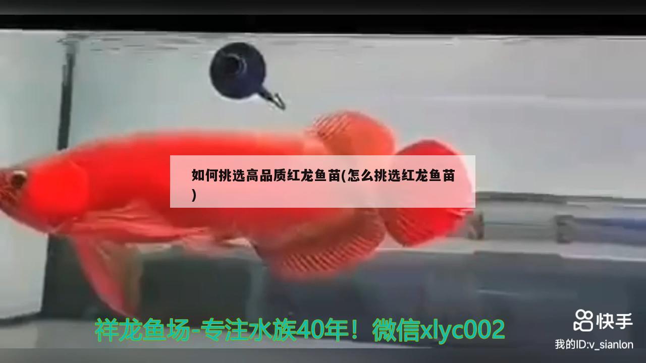 如何挑选高品质红龙鱼苗(怎么挑选红龙鱼苗) 福魟魟鱼 第2张