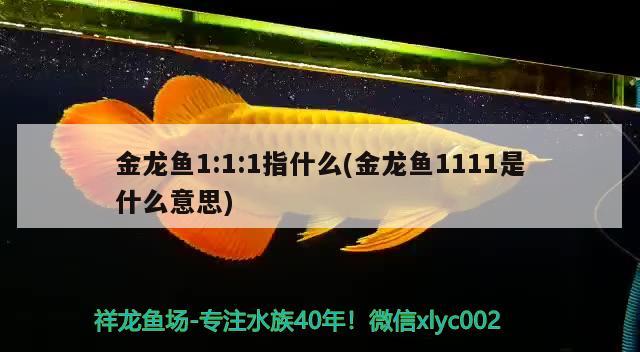 金龙鱼1:1:1指什么(金龙鱼1111是什么意思)