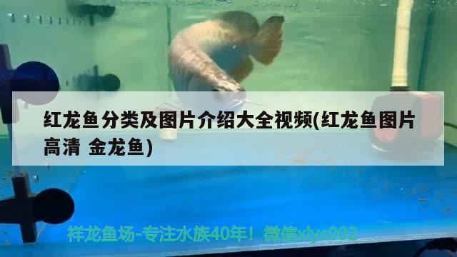 红龙鱼分类及图片介绍大全视频(红龙鱼图片高清金龙鱼)