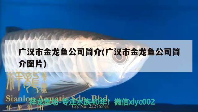 淄博水族批发市场在哪里啊多少钱一个（淄博最大的观赏鱼市场） 养鱼知识 第1张