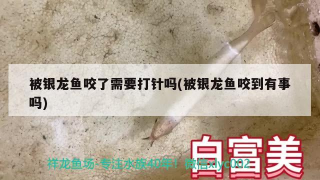 被银龙鱼咬了需要打针吗(被银龙鱼咬到有事吗) 银龙鱼