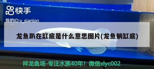 鱼缸养鱼用什么水最好，（鱼缸养鱼用什么水） 黄金河虎鱼 第1张