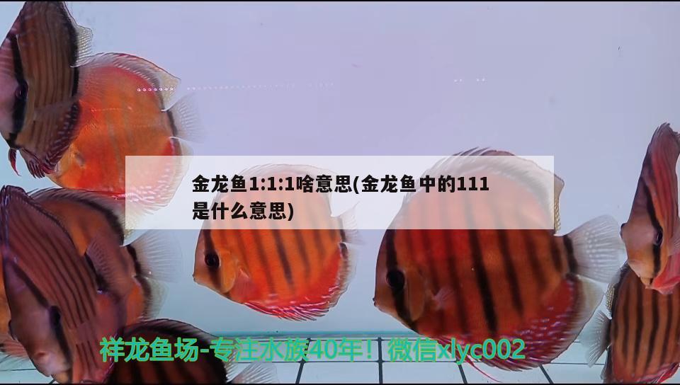 金龙鱼1:1:1啥意思(金龙鱼中的111是什么意思)