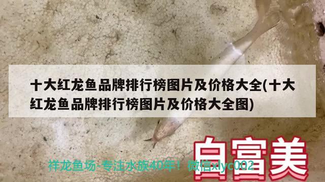 十大红龙鱼品牌排行榜图片及价格大全(十大红龙鱼品牌排行榜图片及价格大全图) 红白锦鲤鱼 第1张