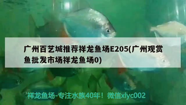 广州百艺城推荐祥龙鱼场E205(广州观赏鱼批发市场祥龙鱼场0)