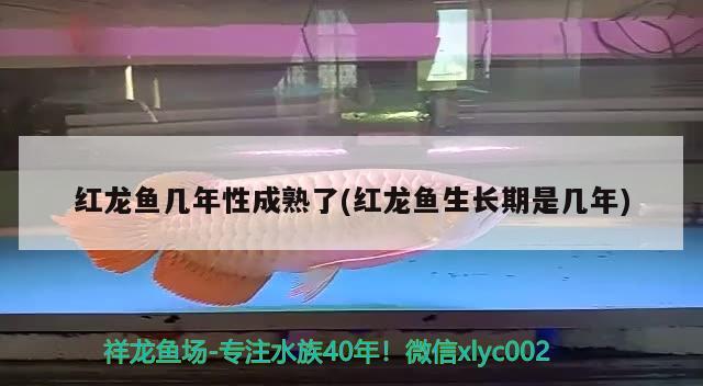 红龙鱼几年性成熟了(红龙鱼生长期是几年) 三间鼠鱼