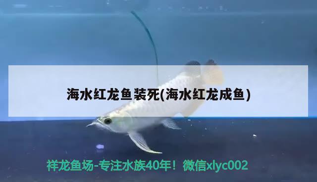 海水红龙鱼装死(海水红龙成鱼) 哥伦比亚巨暴鱼苗