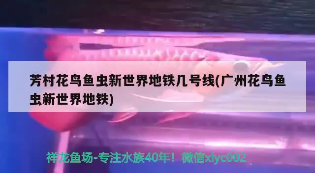 鱼缸玻璃胶如何去除，被同事看到过什么尴尬的秘密 养鱼的好处 第2张