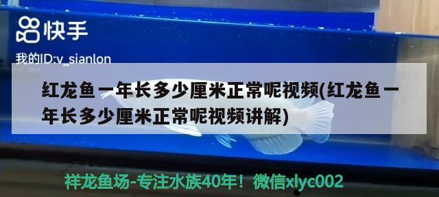 红龙鱼一年长多少厘米正常呢视频(红龙鱼一年长多少厘米正常呢视频讲解)