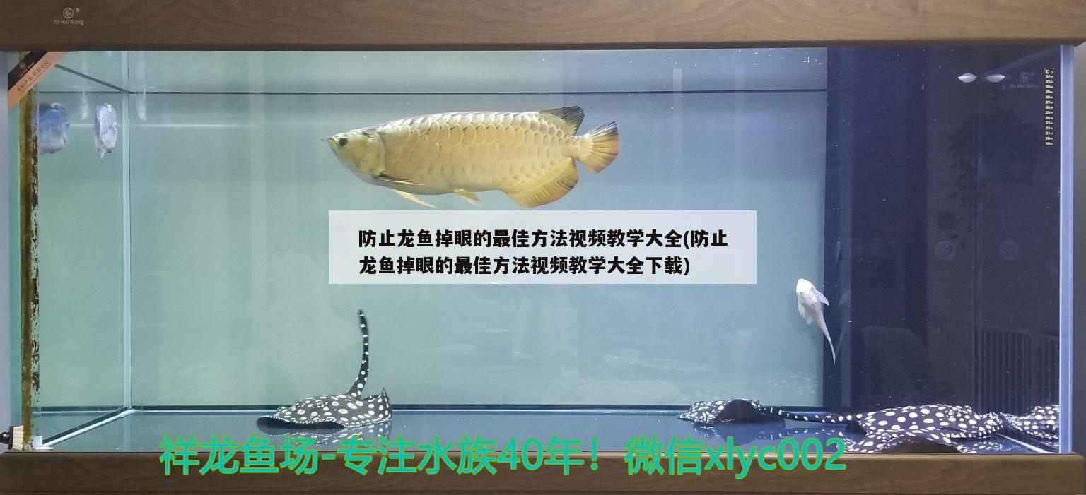 防止龙鱼掉眼的最佳方法视频教学大全(防止龙鱼掉眼的最佳方法视频教学大全下载)