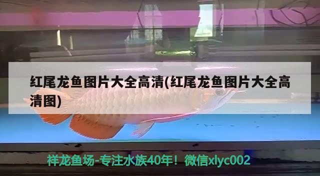 红尾龙鱼图片大全高清(红尾龙鱼图片大全高清图) 鱼缸/水族箱