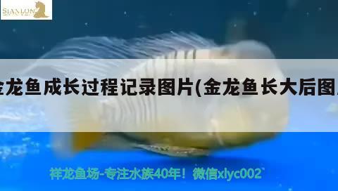 5米超大鱼缸制作图片（5米的鱼） 照明器材 第2张