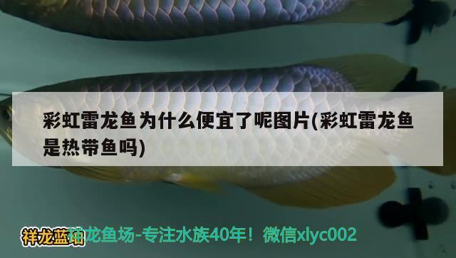 鱼缸加热棒的表面温度是多少的？，鱼缸加热棒对鱼缸加热棒的表面温度不一样的温度是多少