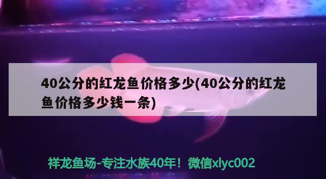 金黄色金龙鱼怎么养好看(金龙鱼怎么养才能更有金质) 黑影道人鱼