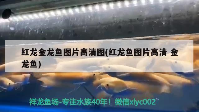 养银龙鱼需要准备什么东西（养银龙需要鱼缸里面的什么设备）