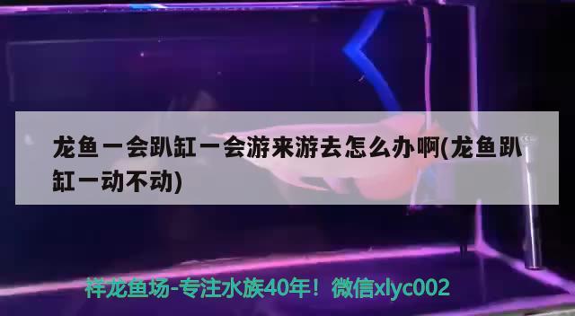 龙鱼一会趴缸一会游来游去怎么办啊(龙鱼趴缸一动不动) 星点金龙鱼