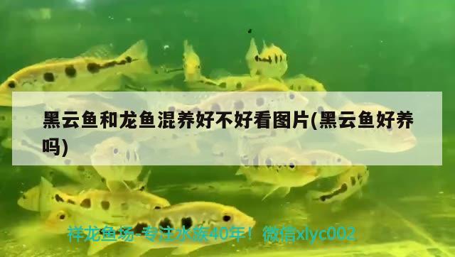 观赏鱼之友app：中国观赏鱼之家论坛cn 广州水族批发市场 第1张