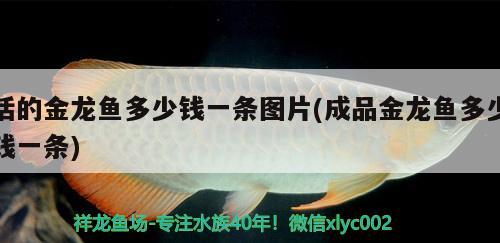 活的金龙鱼多少钱一条图片(成品金龙鱼多少钱一条) 黄金河虎鱼