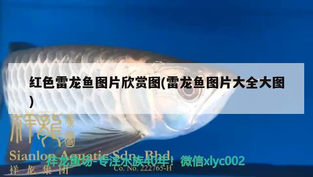 红色雷龙鱼图片欣赏图(雷龙鱼图片大全大图) 广州水族批发市场