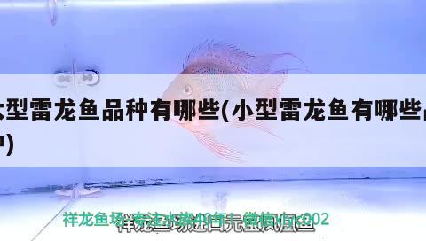 孔雀鱼生小鱼要单独捞出吗为什么：孔雀鱼生小鱼只生1条怎么办 观赏鱼 第3张