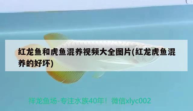 孔雀鱼生小鱼要单独捞出吗为什么：孔雀鱼生小鱼只生1条怎么办 观赏鱼 第2张