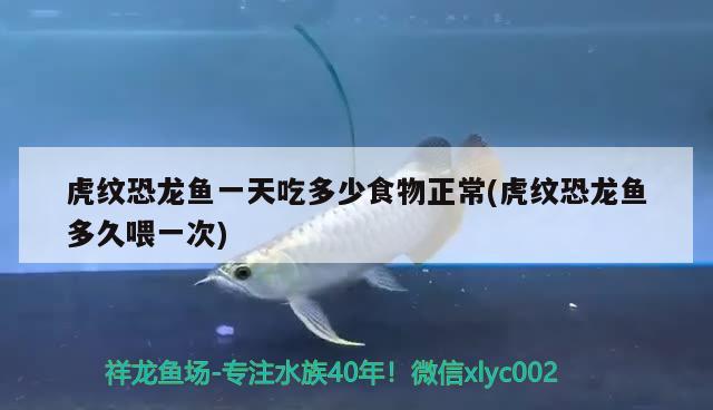 虎纹恐龙鱼一天吃多少食物正常(虎纹恐龙鱼多久喂一次) 广州水族批发市场