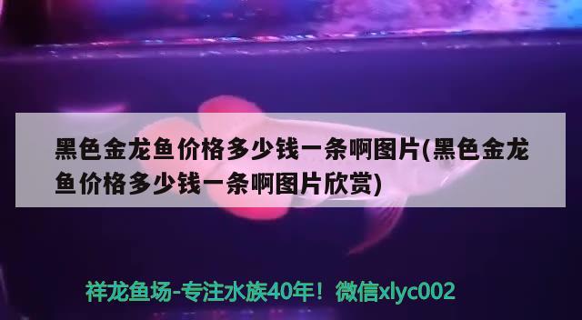 黑色金龙鱼价格多少钱一条啊图片(黑色金龙鱼价格多少钱一条啊图片欣赏)