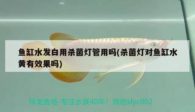 鱼缸水发白用杀菌灯管用吗(杀菌灯对鱼缸水黄有效果吗) 广州龙鱼批发市场