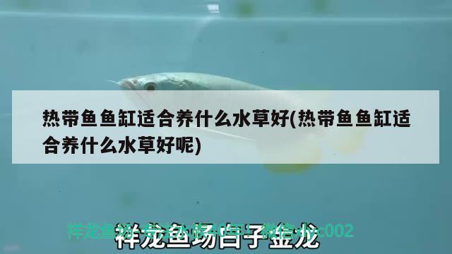 热带鱼鱼缸适合养什么水草好(热带鱼鱼缸适合养什么水草好呢) 水草