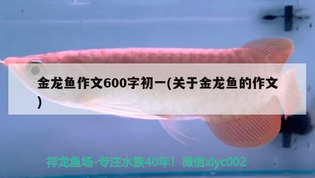 金龙鱼作文600字初一(关于金龙鱼的作文)