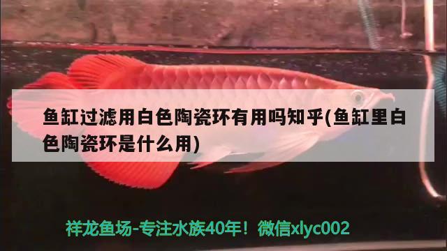 鱼缸过滤用白色陶瓷环有用吗知乎(鱼缸里白色陶瓷环是什么用) 鸭嘴鲨鱼