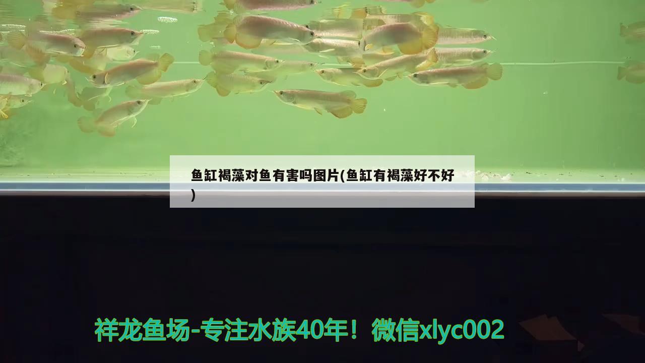 鱼缸褐藻对鱼有害吗图片(鱼缸有褐藻好不好) 财神鹦鹉鱼