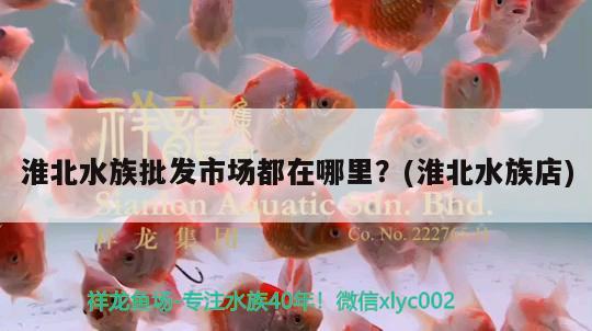 淮北水族批发市场都在哪里？(淮北水族店)