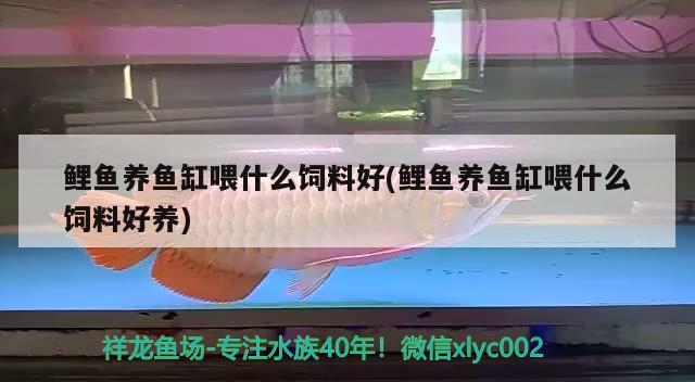 鲤鱼养鱼缸喂什么饲料好(鲤鱼养鱼缸喂什么饲料好养) 白子关刀鱼苗