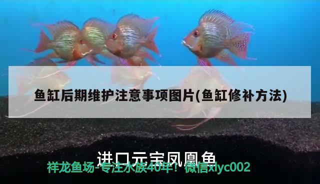 李沧区聚鑫然水族店，青岛聚鑫美商贸有限公司怎么样