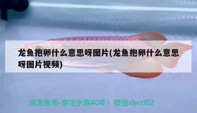 福州水族批发市场在哪里啊最近（福州哪里有水族馆） 养鱼的好处 第3张