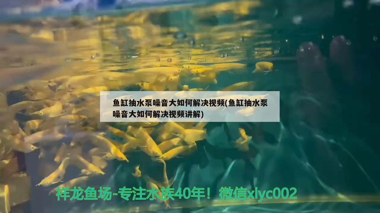 鱼缸抽水泵噪音大如何解决视频(鱼缸抽水泵噪音大如何解决视频讲解) 大白鲨鱼苗