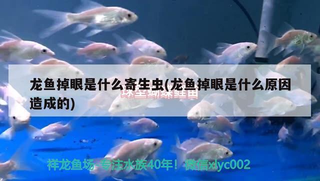 龙鱼掉眼是什么寄生虫(龙鱼掉眼是什么原因造成的) 过滤设备