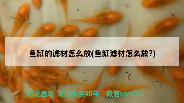 鱼缸的滤材怎么放(鱼缸滤材怎么放?) 红龙专用鱼粮饲料