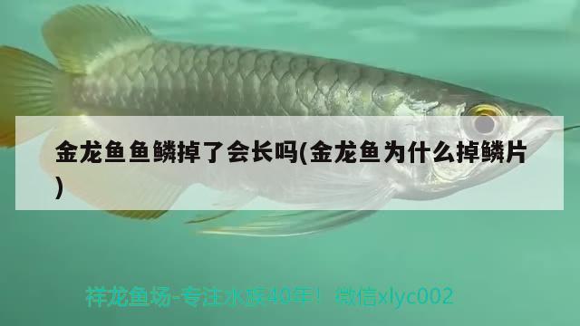 金龙鱼鱼鳞掉了会长吗(金龙鱼为什么掉鳞片)