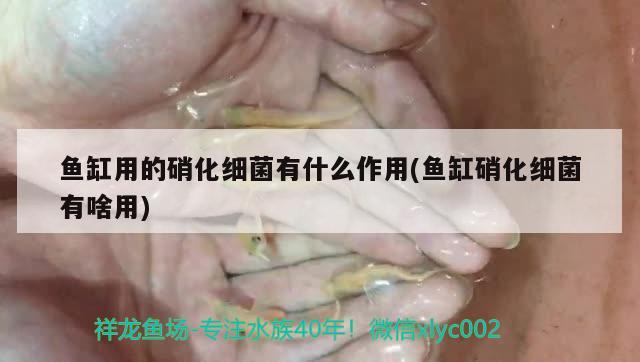 鱼缸用的硝化细菌有什么作用(鱼缸硝化细菌有啥用) 硝化细菌