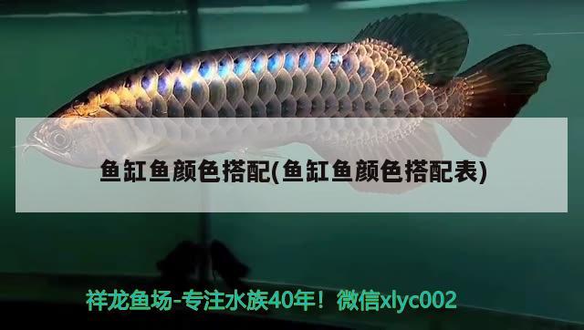 鱼缸鱼颜色搭配(鱼缸鱼颜色搭配表) 水族用品