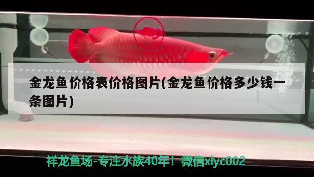 台州市椒江田园漫步水族店 全国水族馆企业名录 第3张