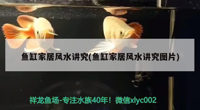 抚顺百姓网二手鱼缸转让信息（上海绘装饰设计） 一眉道人鱼 第1张