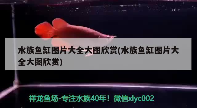 水族鱼缸图片大全大图欣赏(水族鱼缸图片大全大图欣赏) 白子黄化银龙鱼