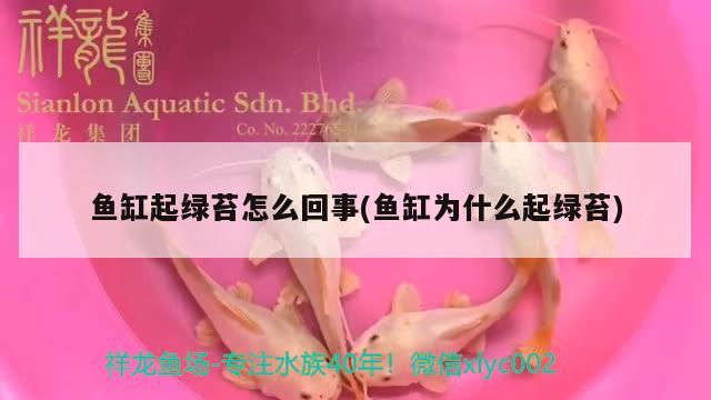 汉江鱼缸和新汉江鱼缸哪个好，和新汉江鱼缸哪个好些，汉江鱼缸和新汉江鱼缸哪个好些 赛级红龙鱼 第1张