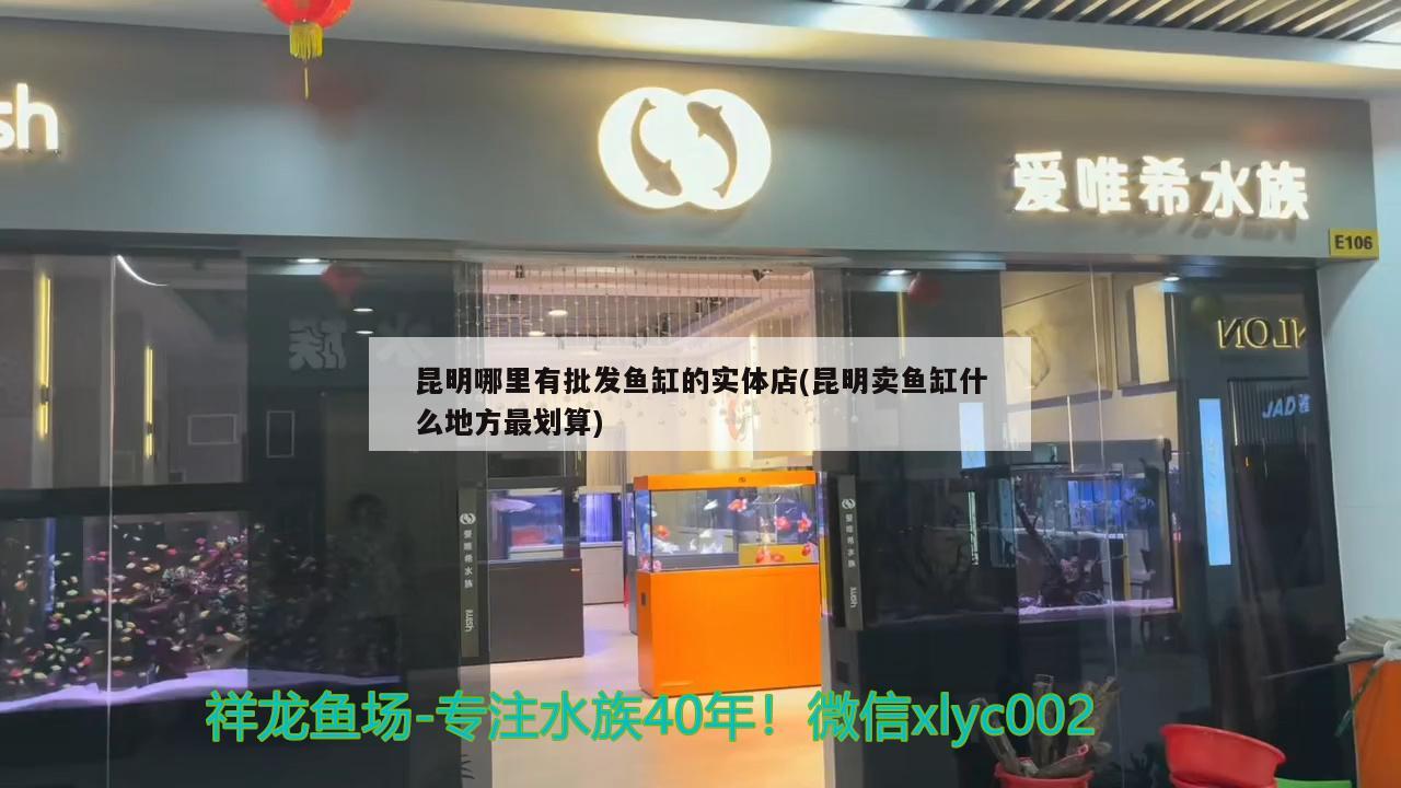 昆明哪里有批发鱼缸的实体店(昆明卖鱼缸什么地方最划算)