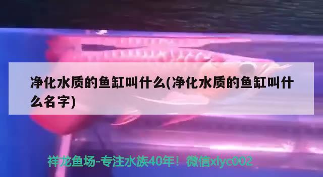 净化水质的鱼缸叫什么(净化水质的鱼缸叫什么名字)