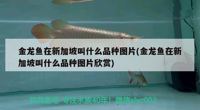 龙鱼混养最佳伴侣鱼鱼和什么鱼混养最佳，龙鱼和什么鱼一起养合适？