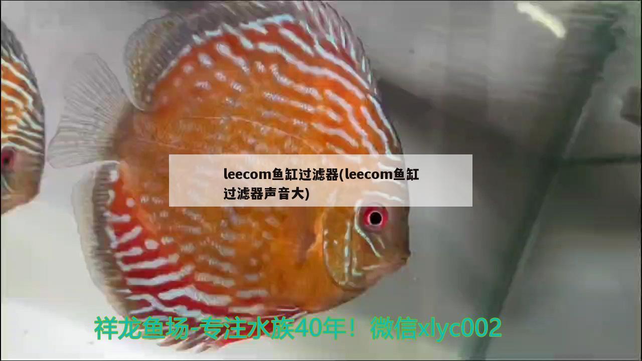 leecom鱼缸过滤器(leecom鱼缸过滤器声音大) 福虎/异型虎鱼/纯色虎鱼